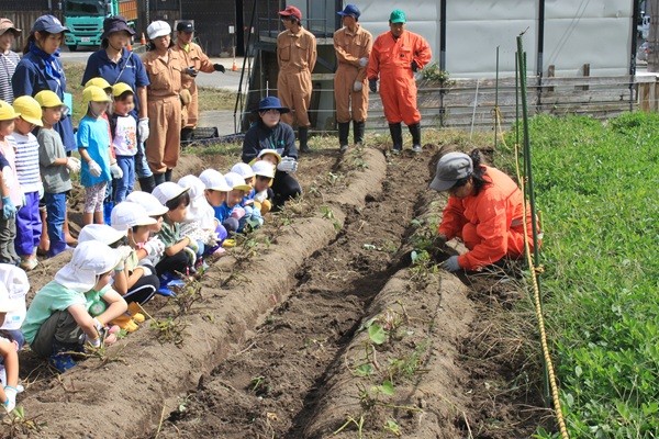 子供たちとさつまいも掘りを行いました