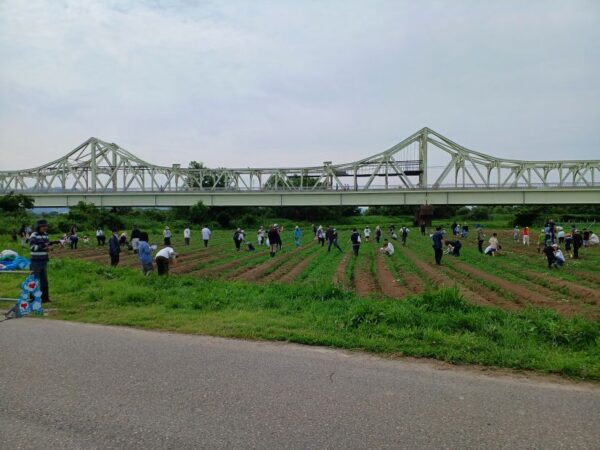 ひまわり畑の間引き作業が行われました！