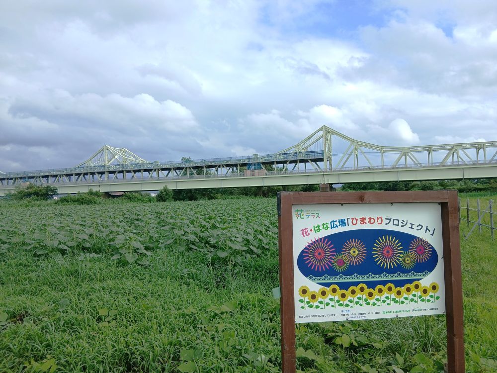 「ひまわりプロジェクト」の生育状況🌻
