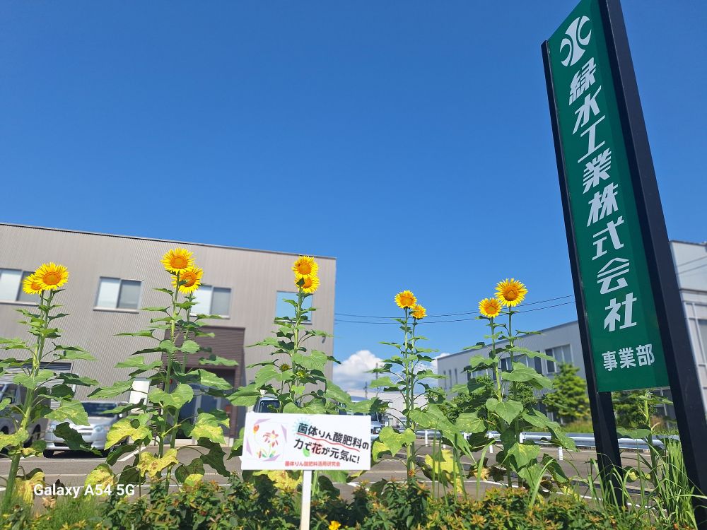 事業部に花が咲きました！